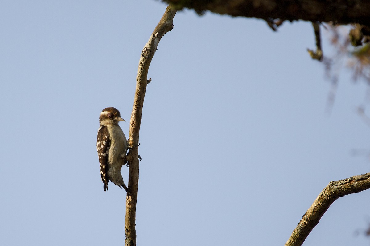 Brown-capped Pygmy Woodpecker - ML321235381