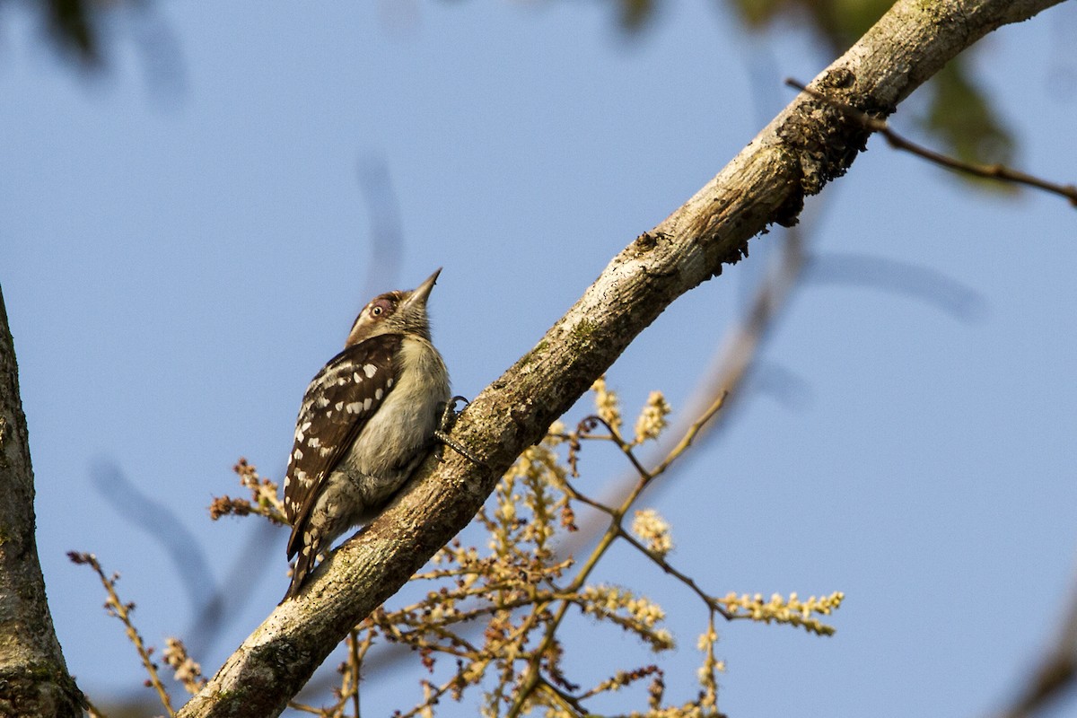 Brown-capped Pygmy Woodpecker - ML321235391