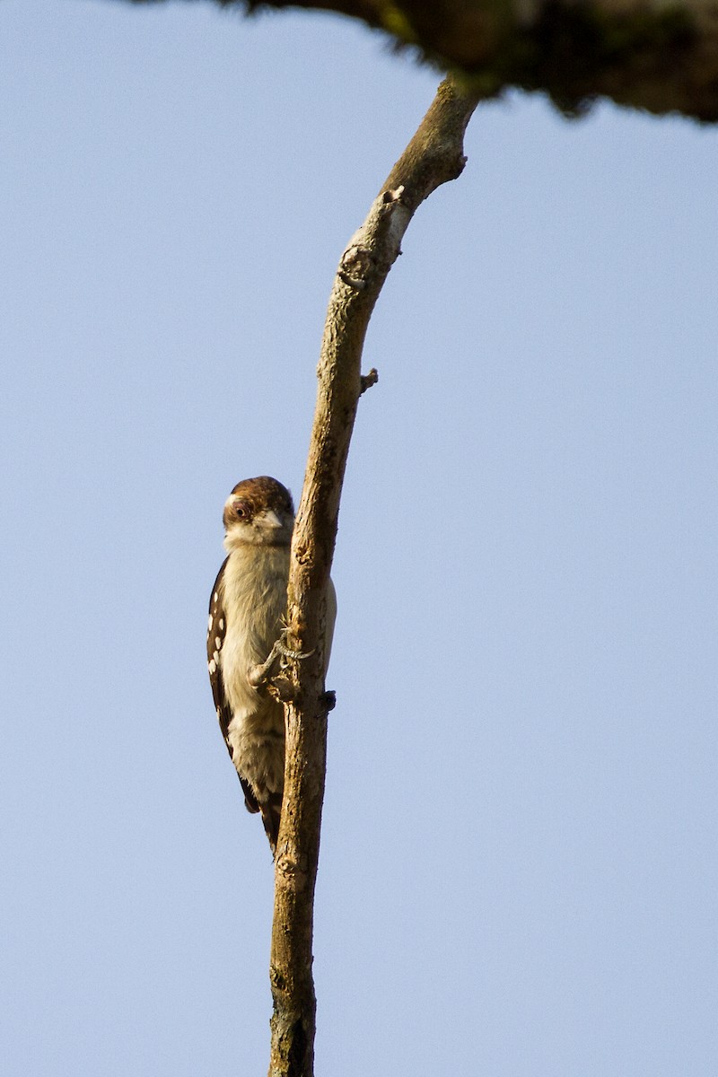 Brown-capped Pygmy Woodpecker - ML321235491