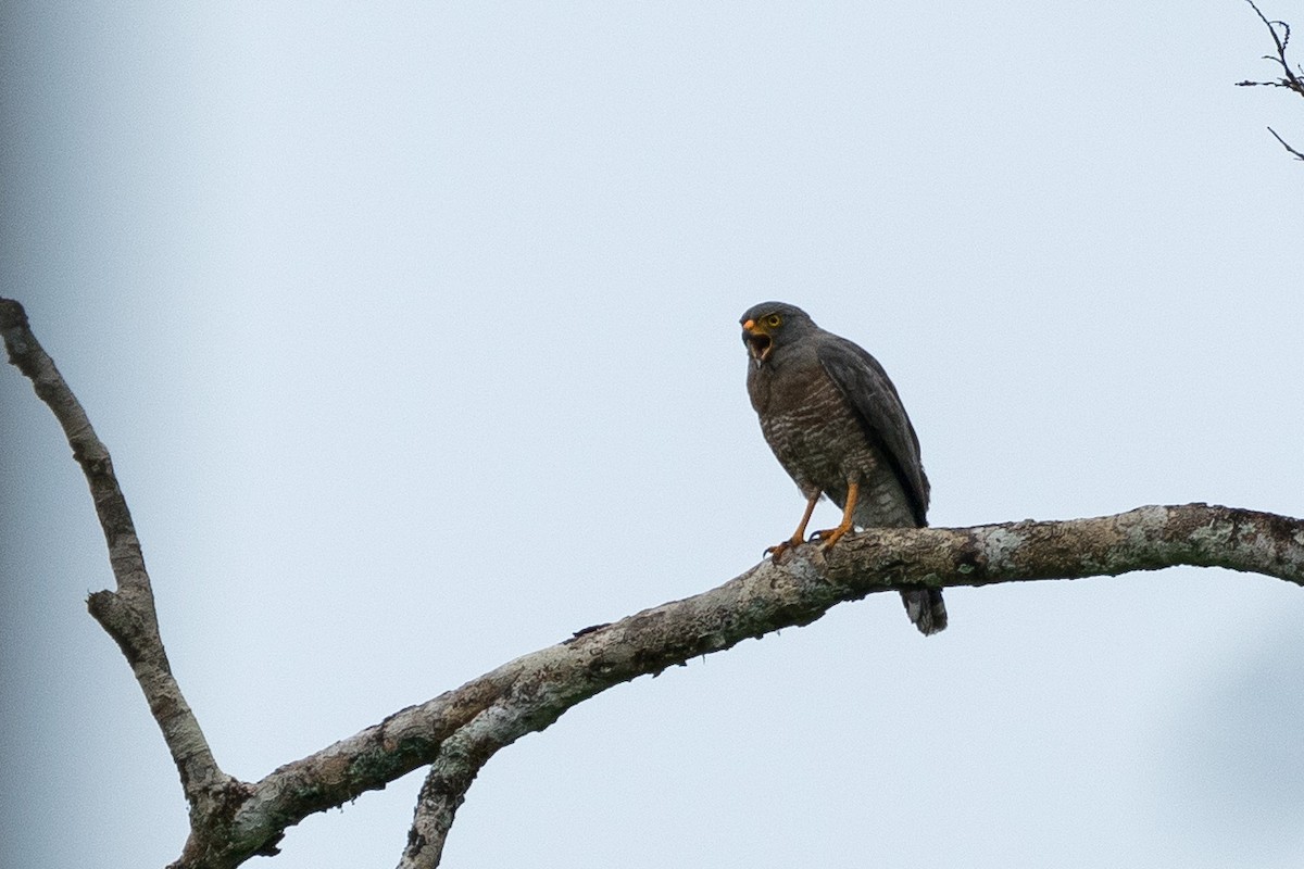 Roadside Hawk - ML321236131