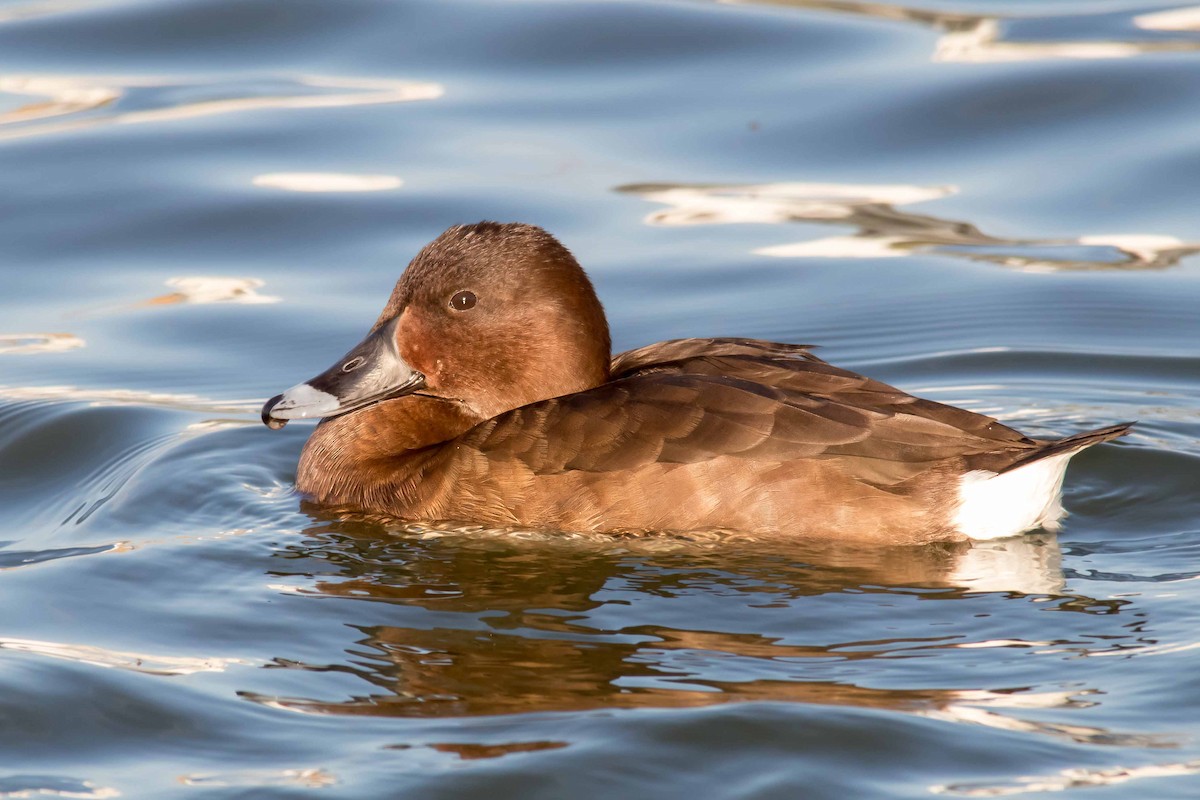 Porrón Australiano - ML32123721