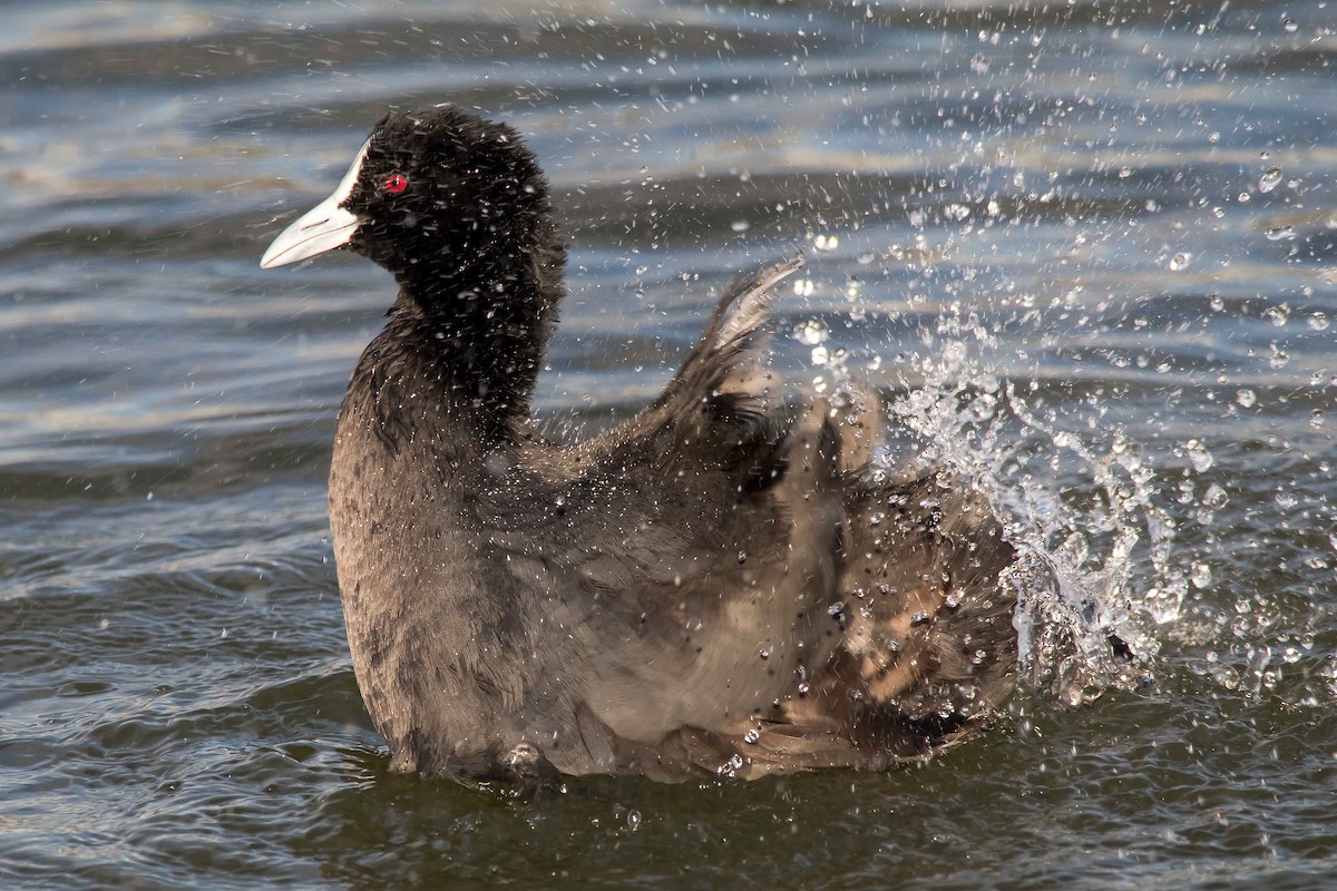 Eurasian Coot - ML32123751