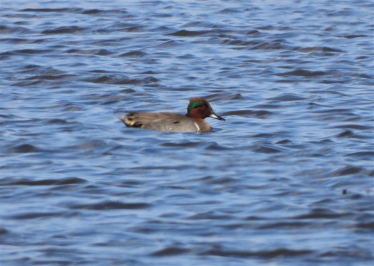 Ногоохон нугас - ML321237511