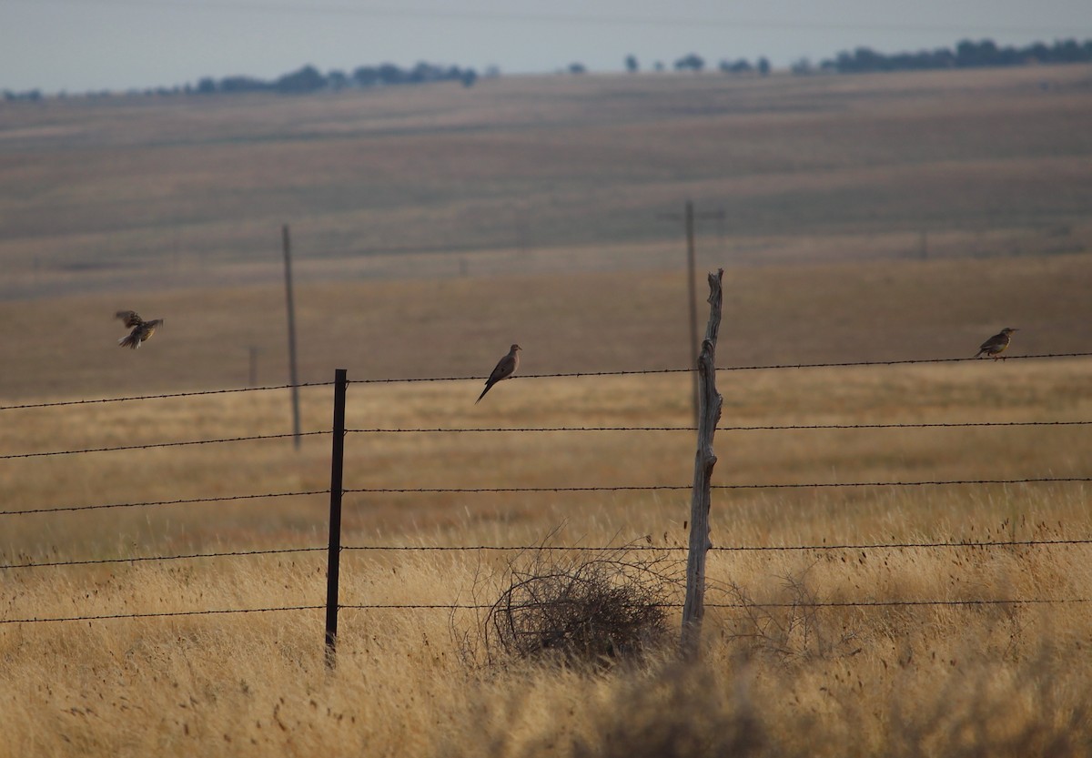 Mourning Dove - ML32123791