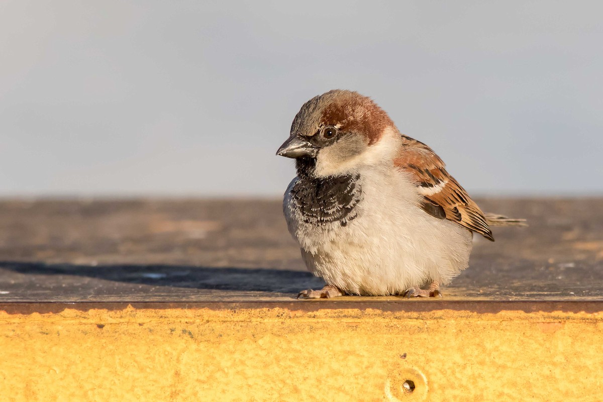 House Sparrow - ML32123811