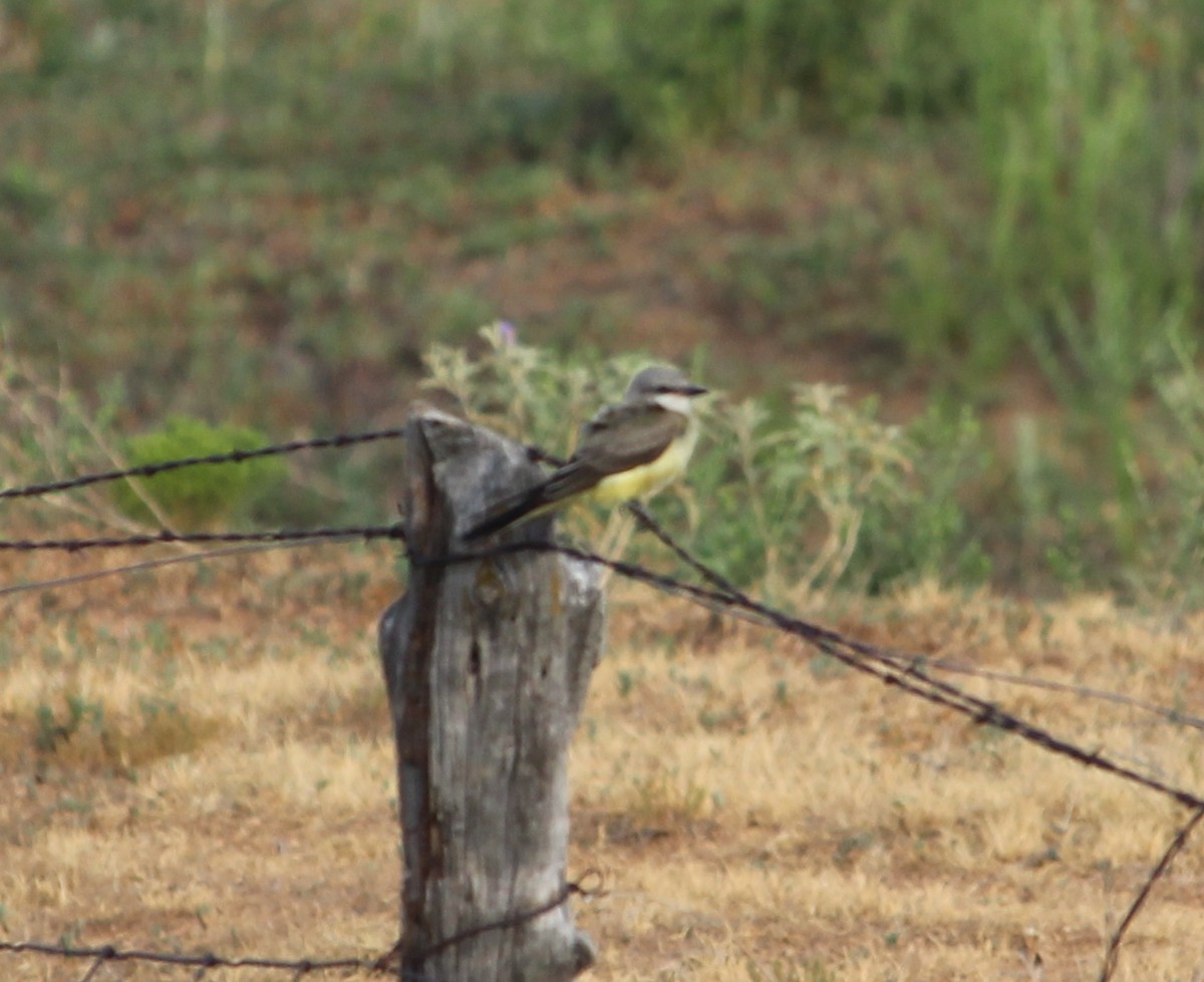 Western Kingbird - ML32123871