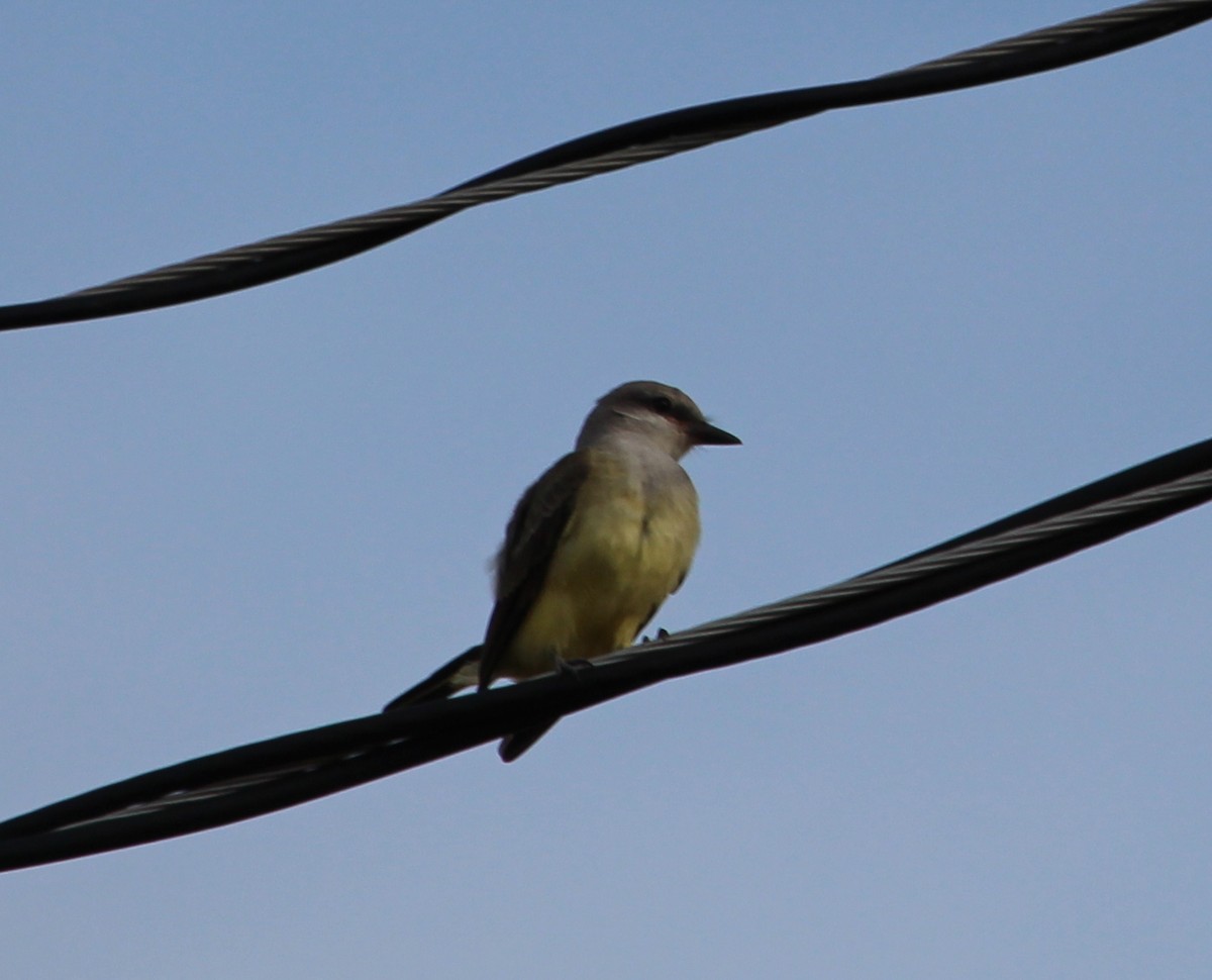 Western Kingbird - ML32123881