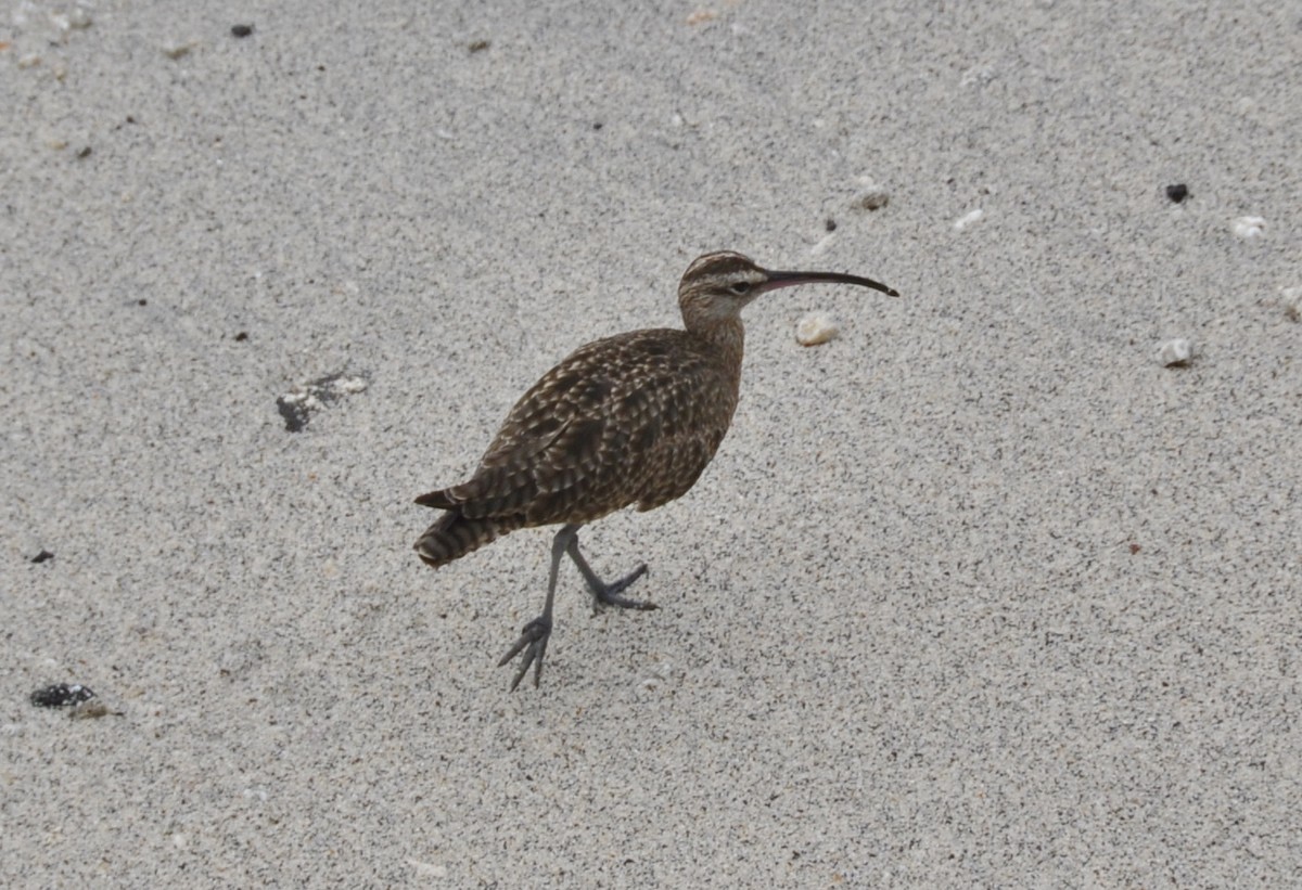 Whimbrel - ML321239961