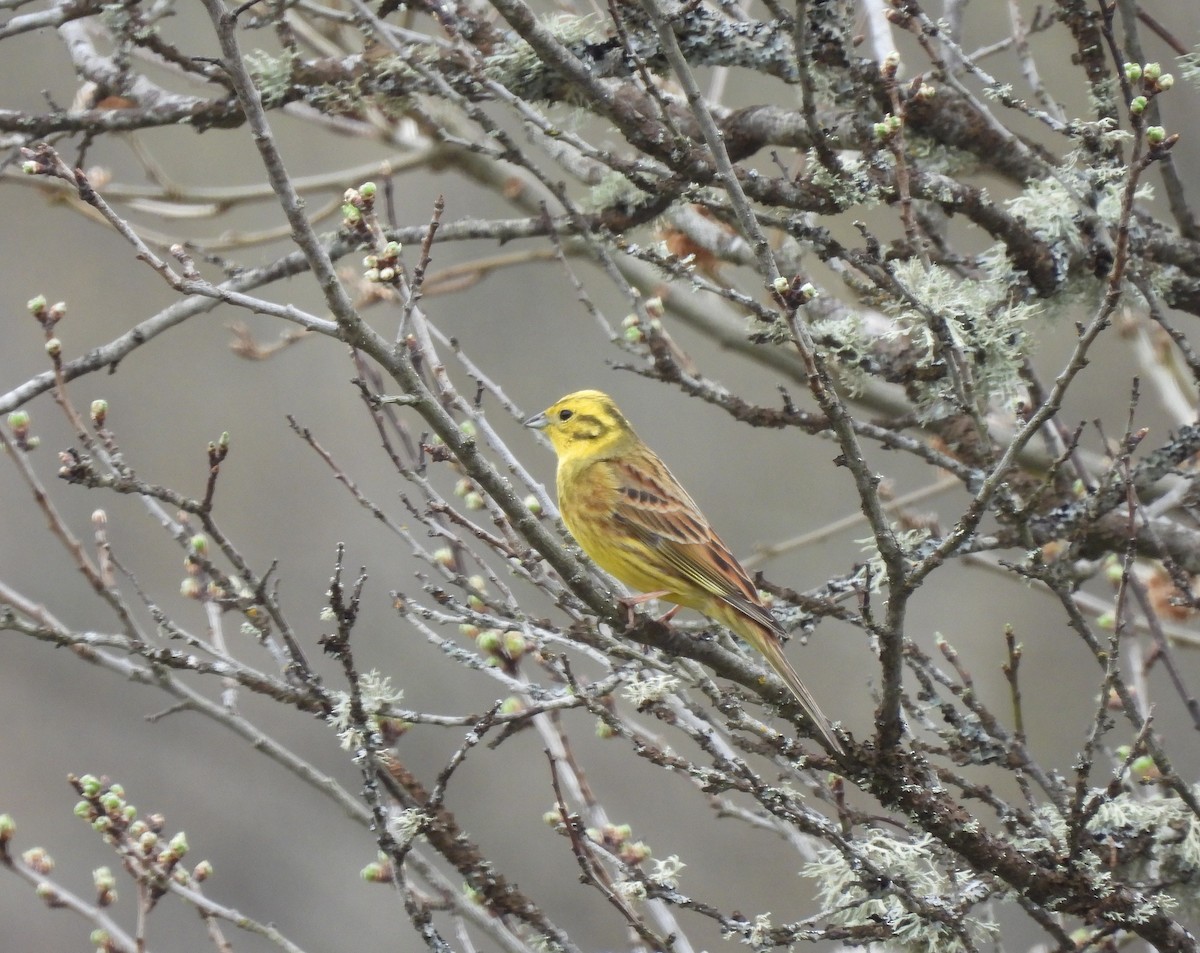 Yellowhammer - Miguel Martín Diego