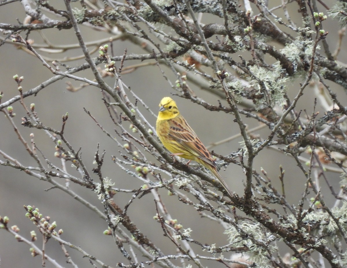 Yellowhammer - Miguel Martín Diego