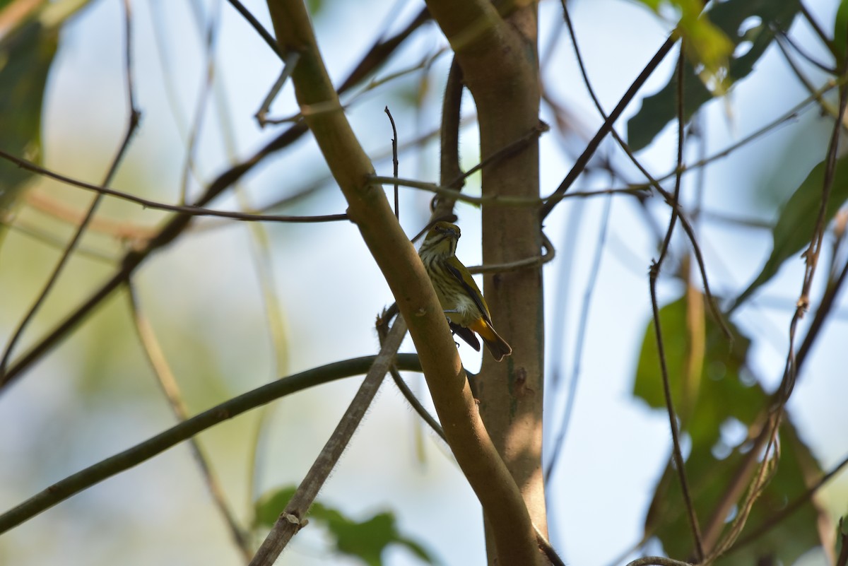 Yellow-vented Flowerpecker - ML321240781