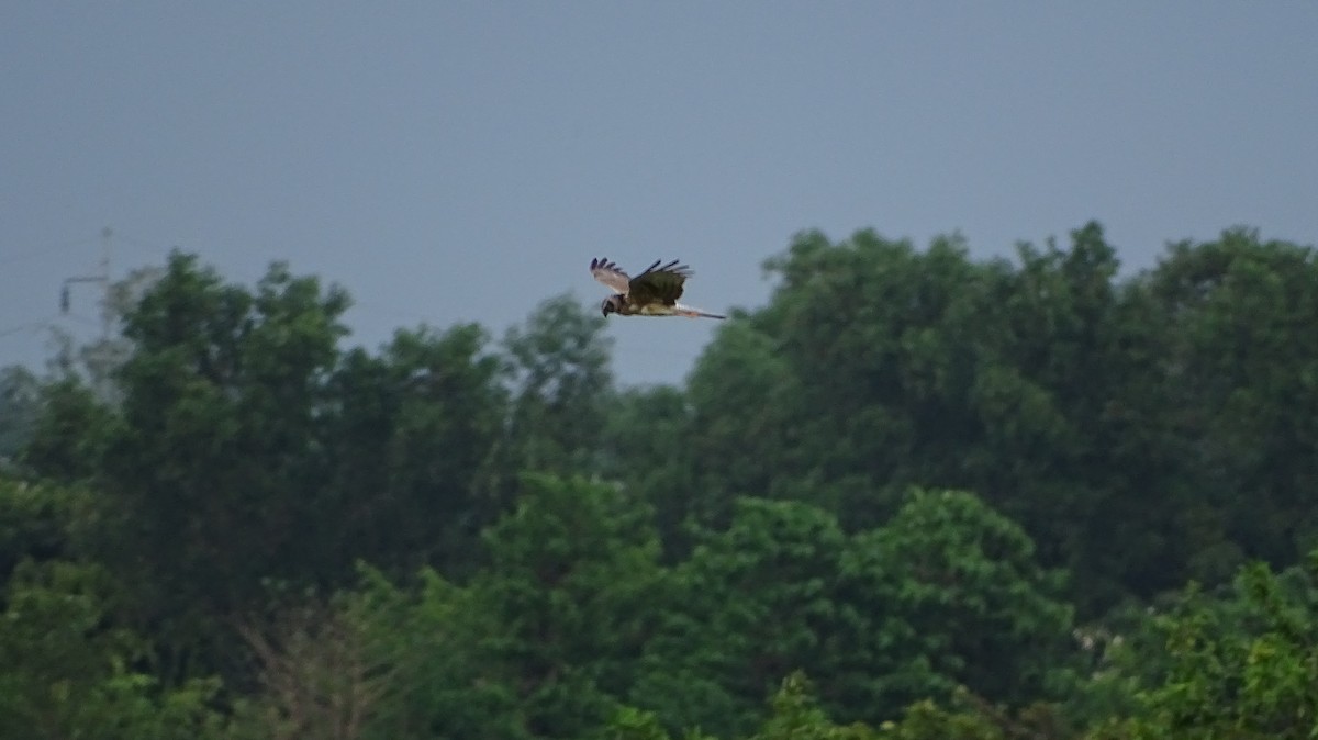 Pied Harrier - ML321241891