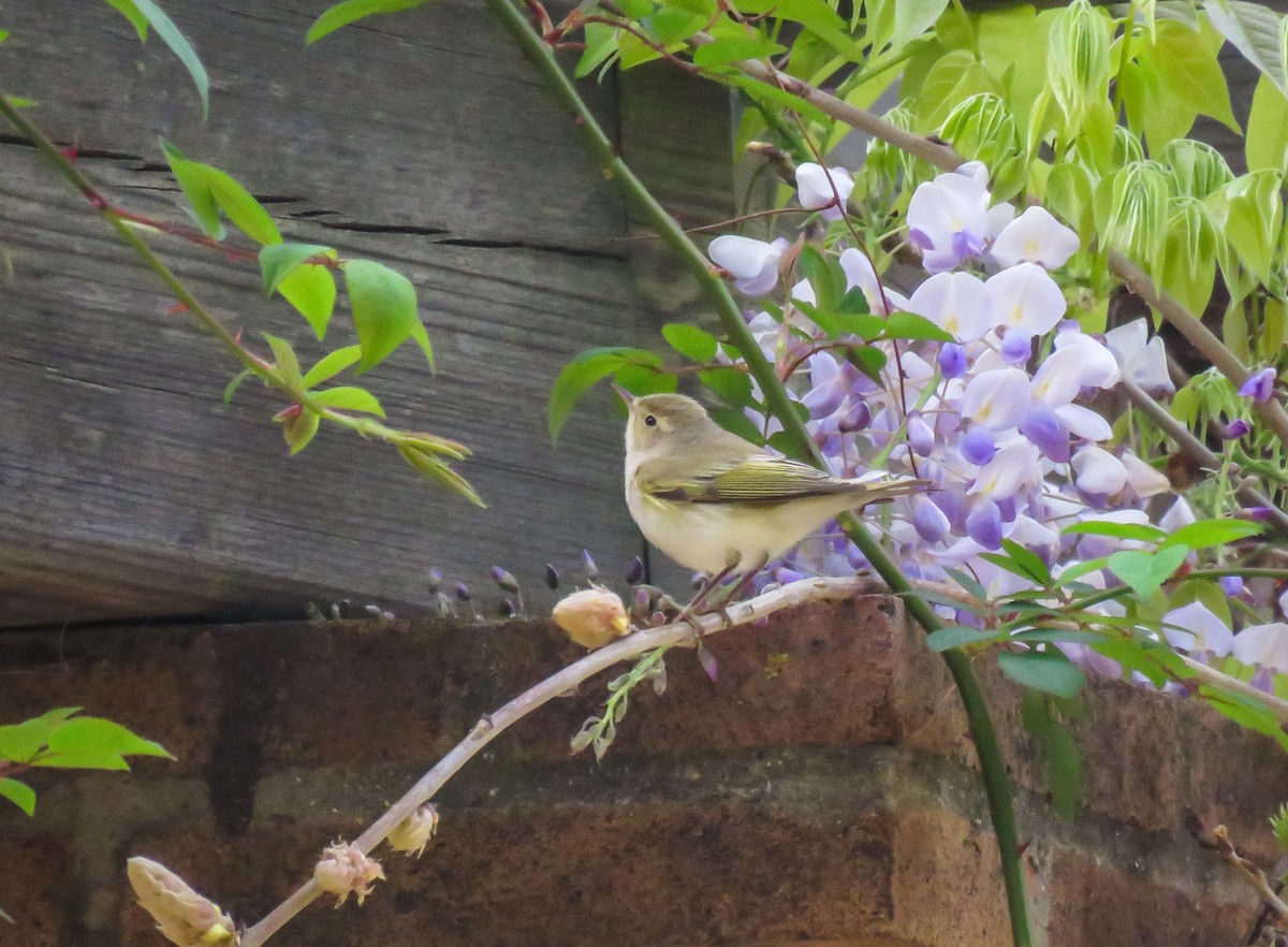 Western Bonelli's Warbler - ML321243351