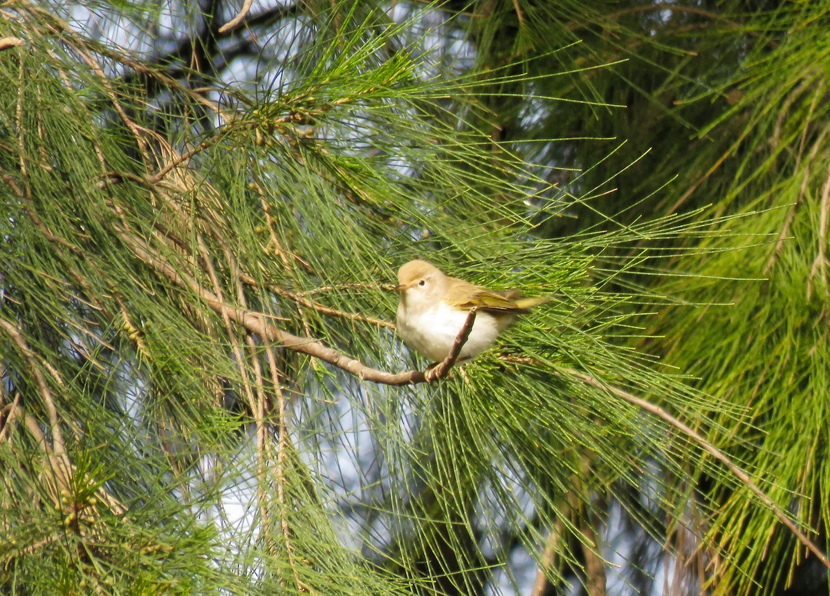 Western Bonelli's Warbler - ML321243361
