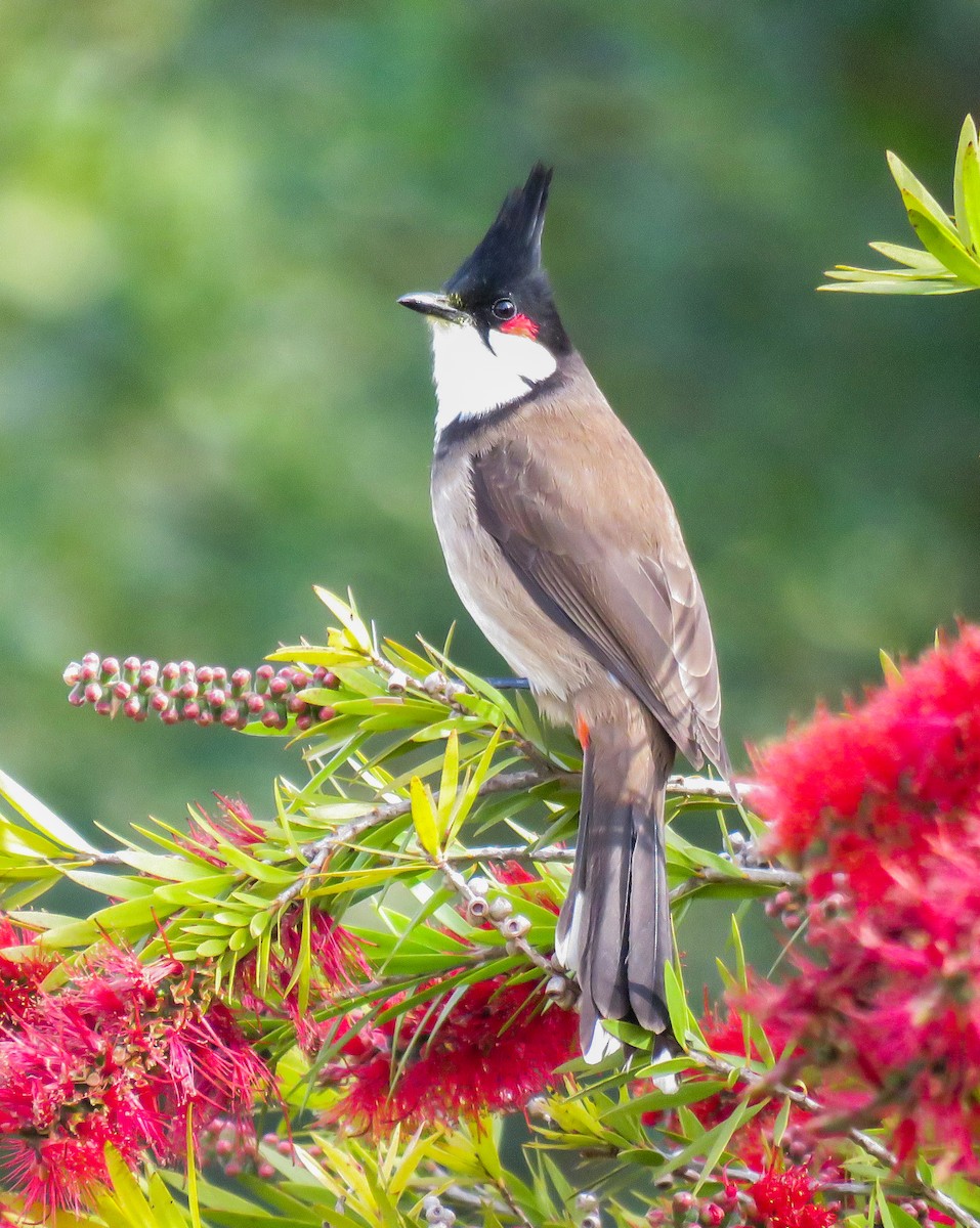 Red-whiskered Bulbul - ML321243381