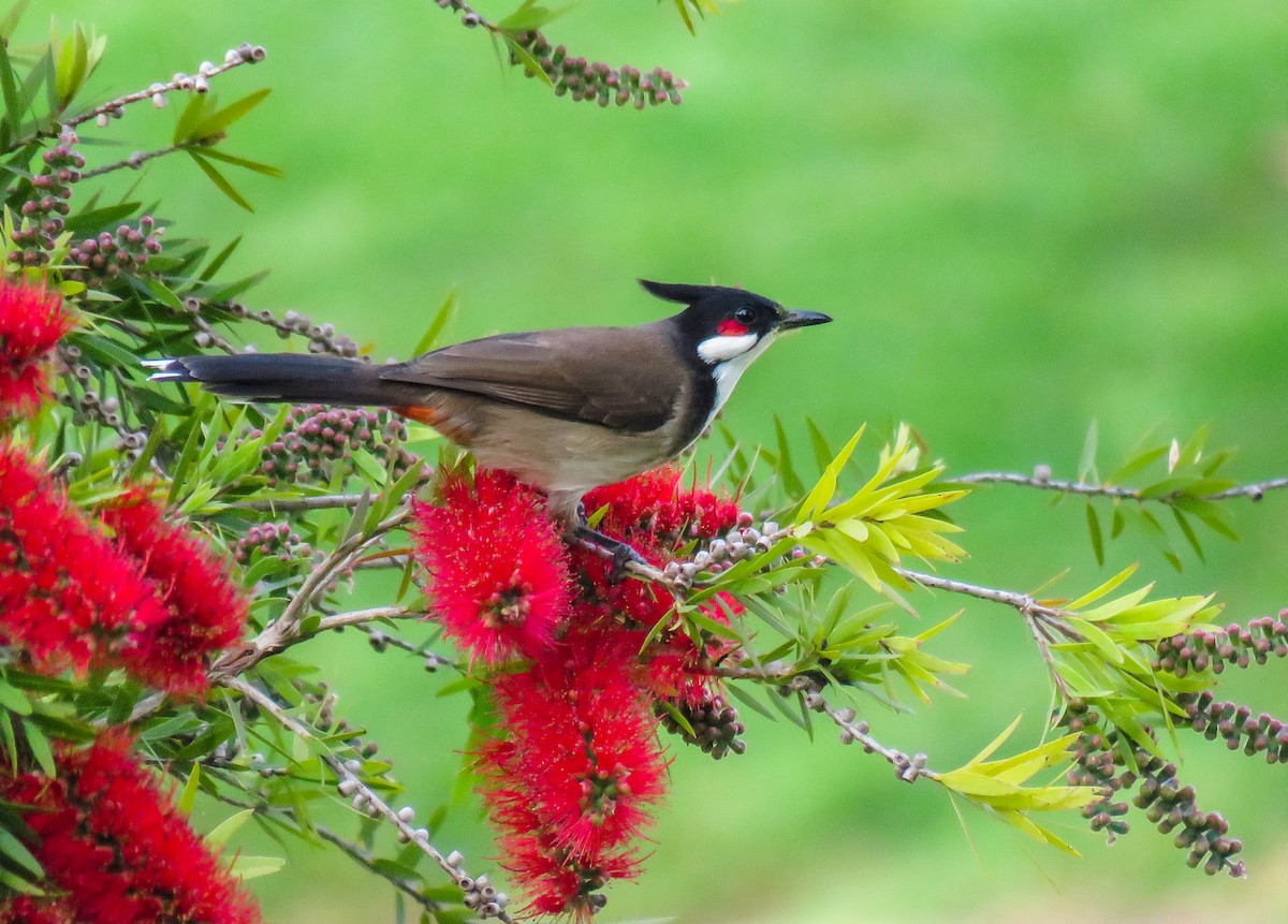 Red-whiskered Bulbul - ML321243401