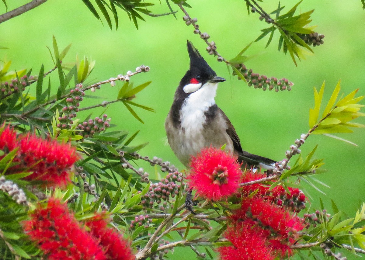 Red-whiskered Bulbul - ML321243431