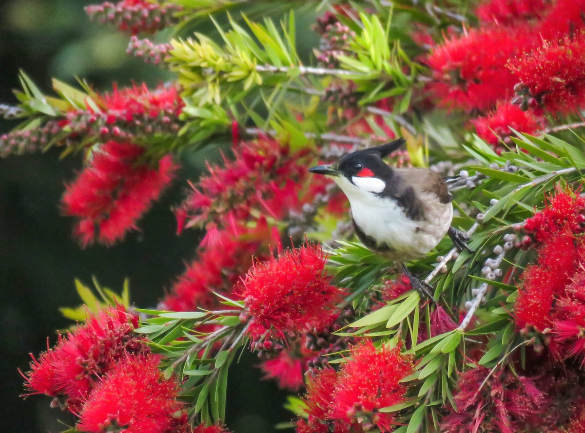 Red-whiskered Bulbul - ML321243441
