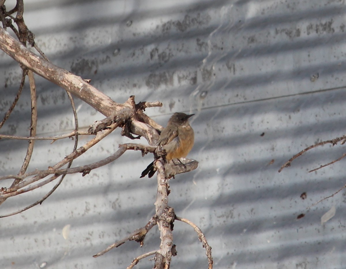 Say's Phoebe - Jessie  Brantwein