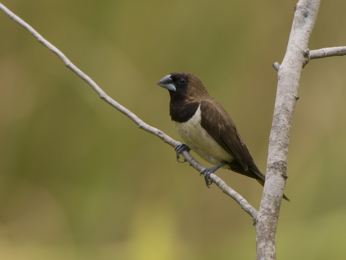 Javan Munia - ML321243961