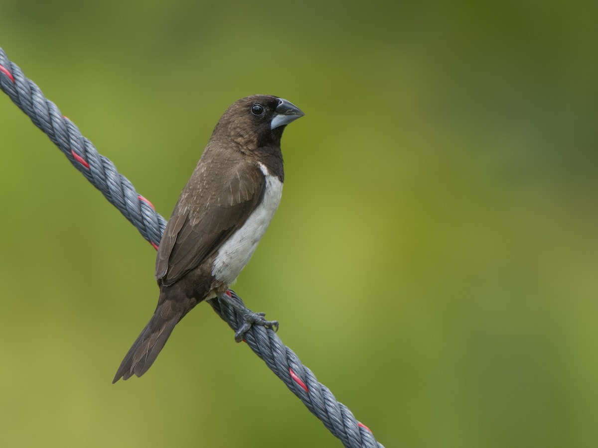 Javan Munia - ML321244021