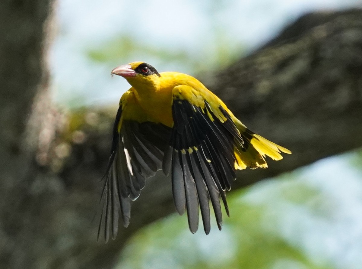 Black-naped Oriole - Shashank Mohan