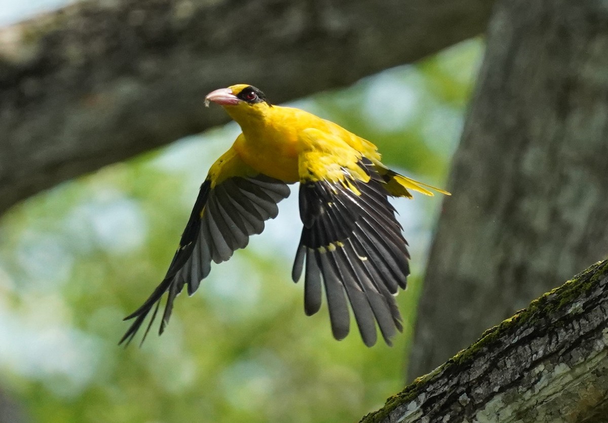 Black-naped Oriole - Shashank Mohan