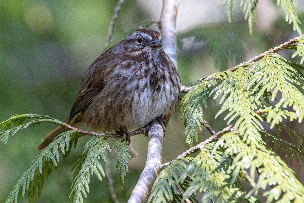 Song Sparrow - ML321245291