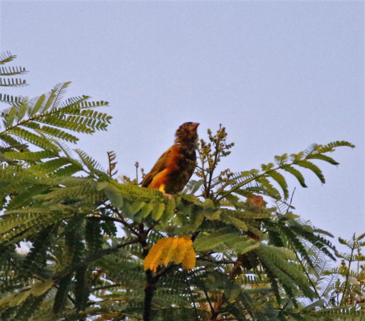 Golden-backed Weaver - Fadzrun A.