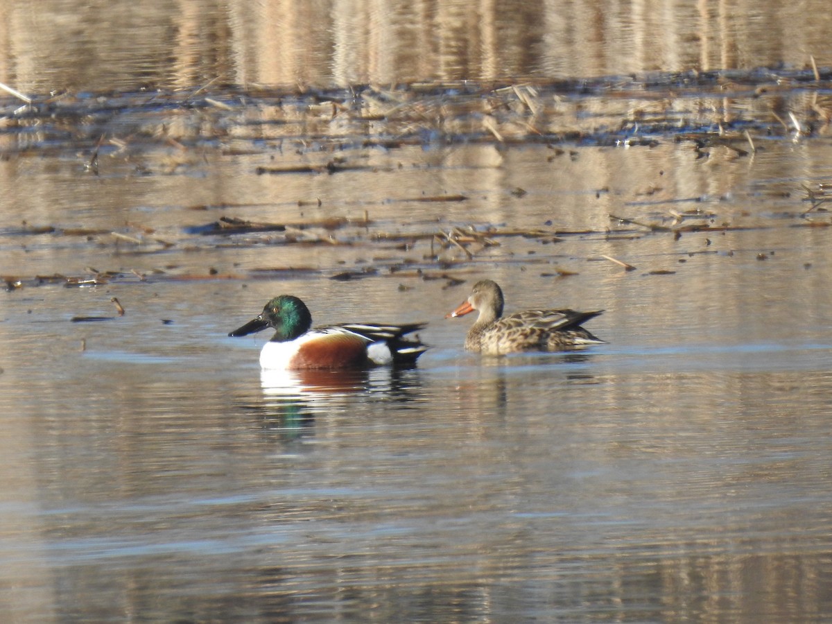 Northern Shoveler - Glenn Hodgkins