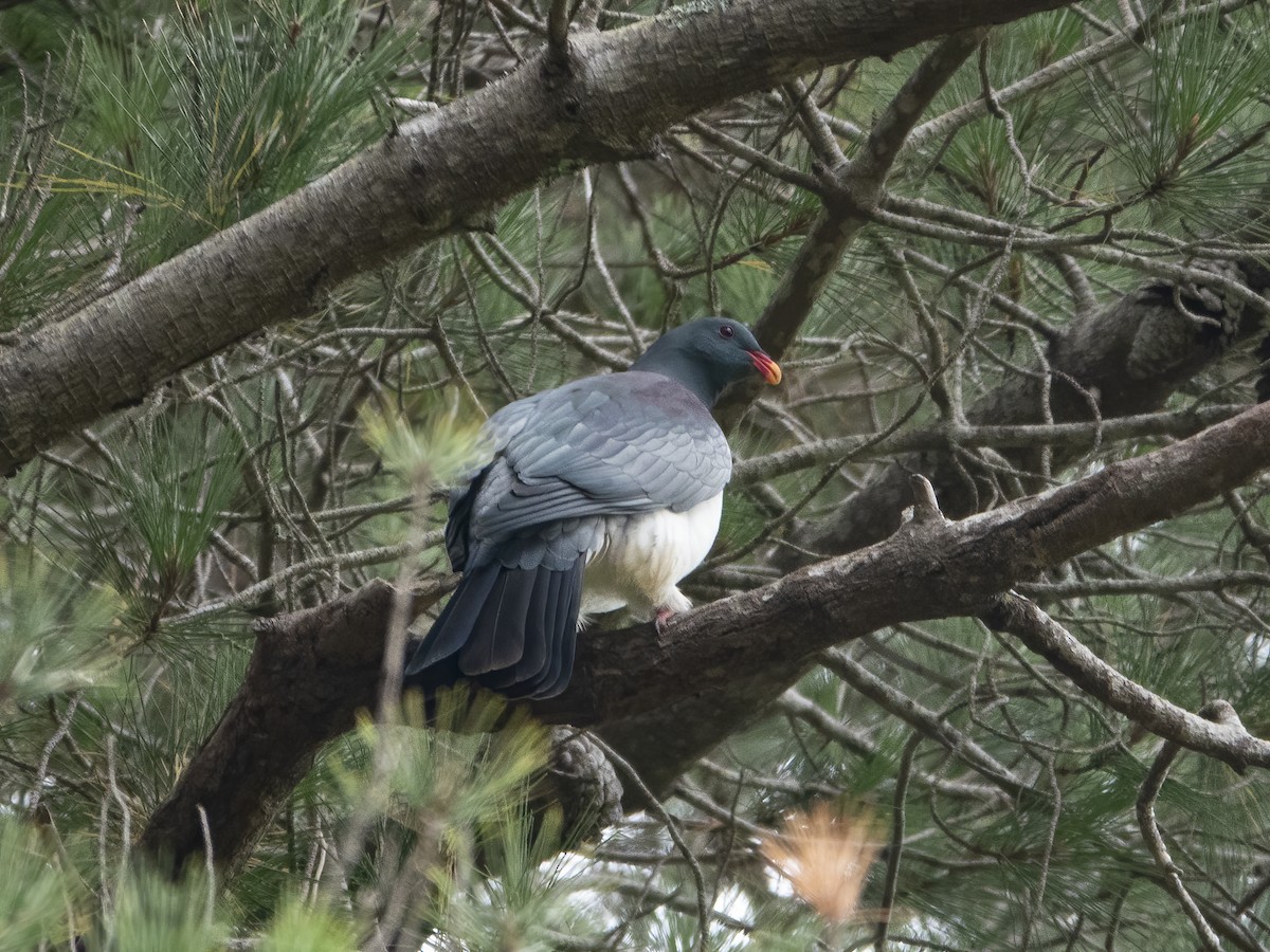 Chatham Island Pigeon - Glenn Kincaid