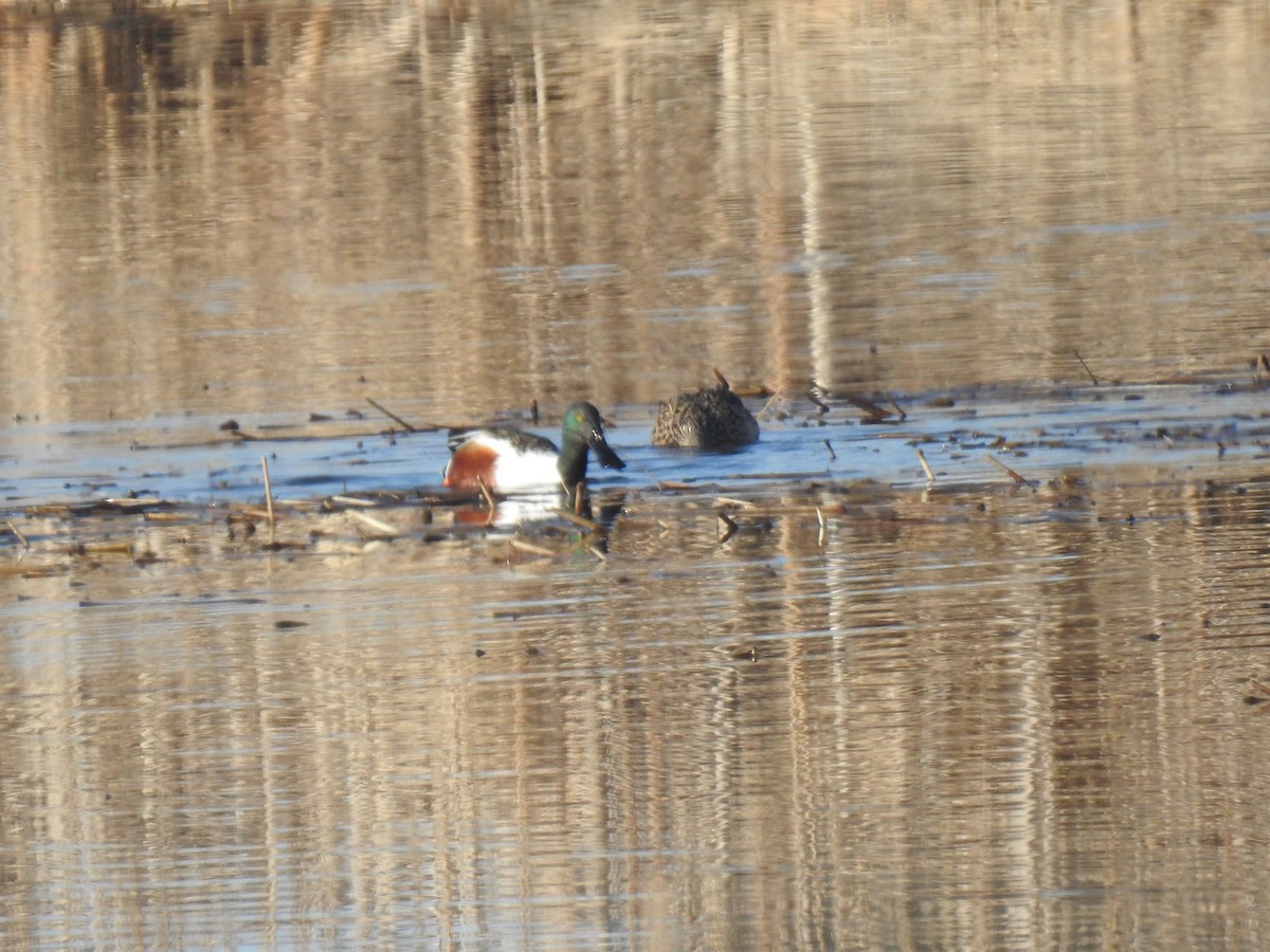 Northern Shoveler - Glenn Hodgkins