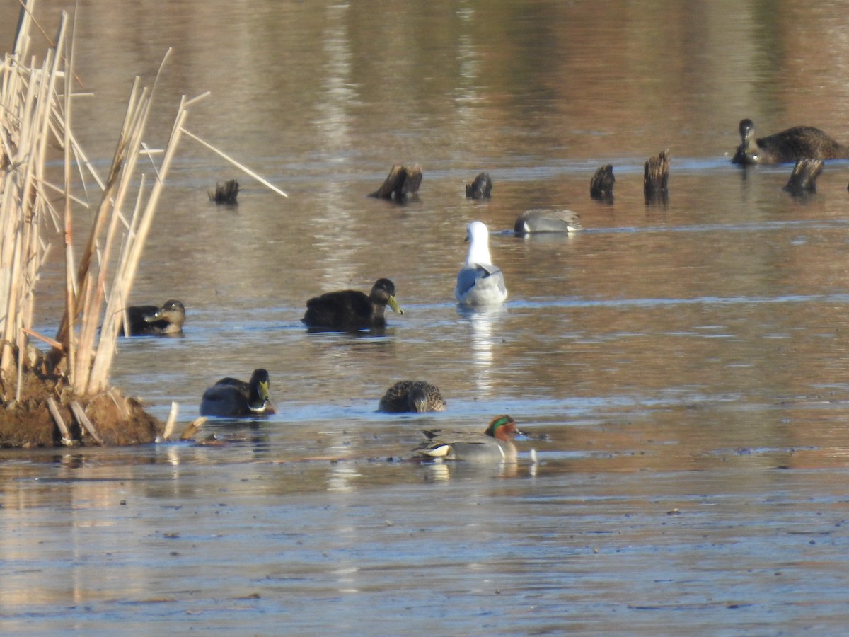 Green-winged Teal - ML321248001