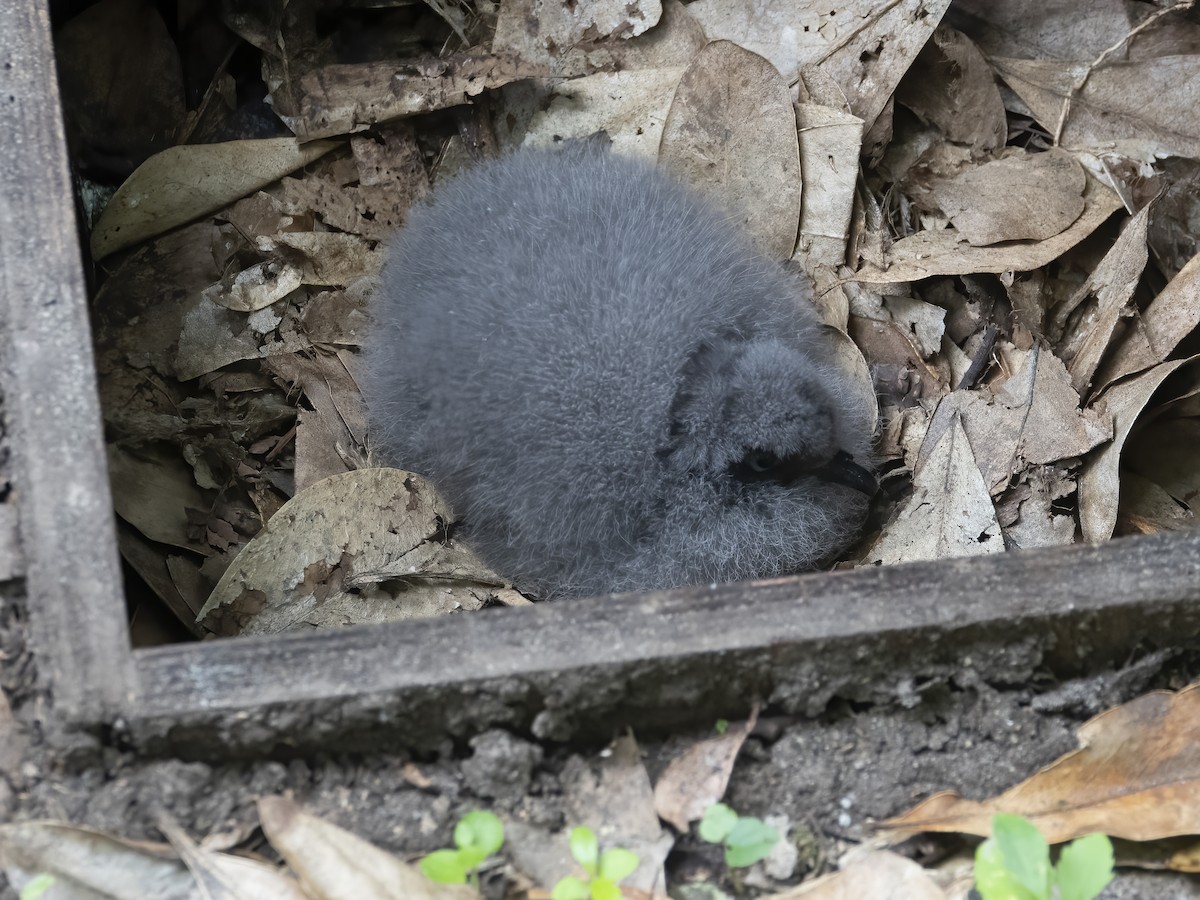 Chatham Petrel - ML321248431