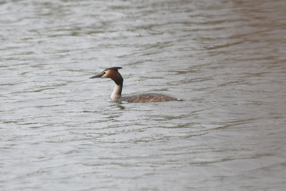 Great Crested Grebe - ML321250181