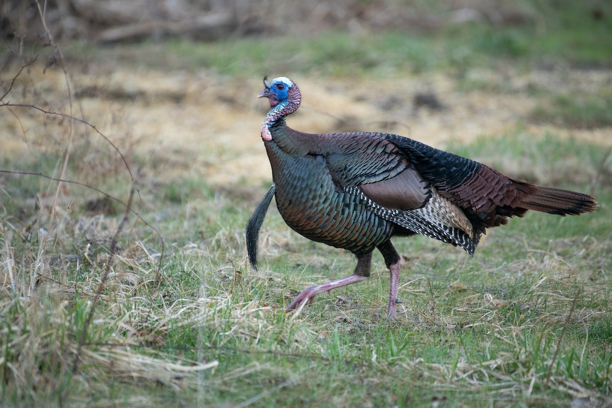 Wild Turkey - ML321250341