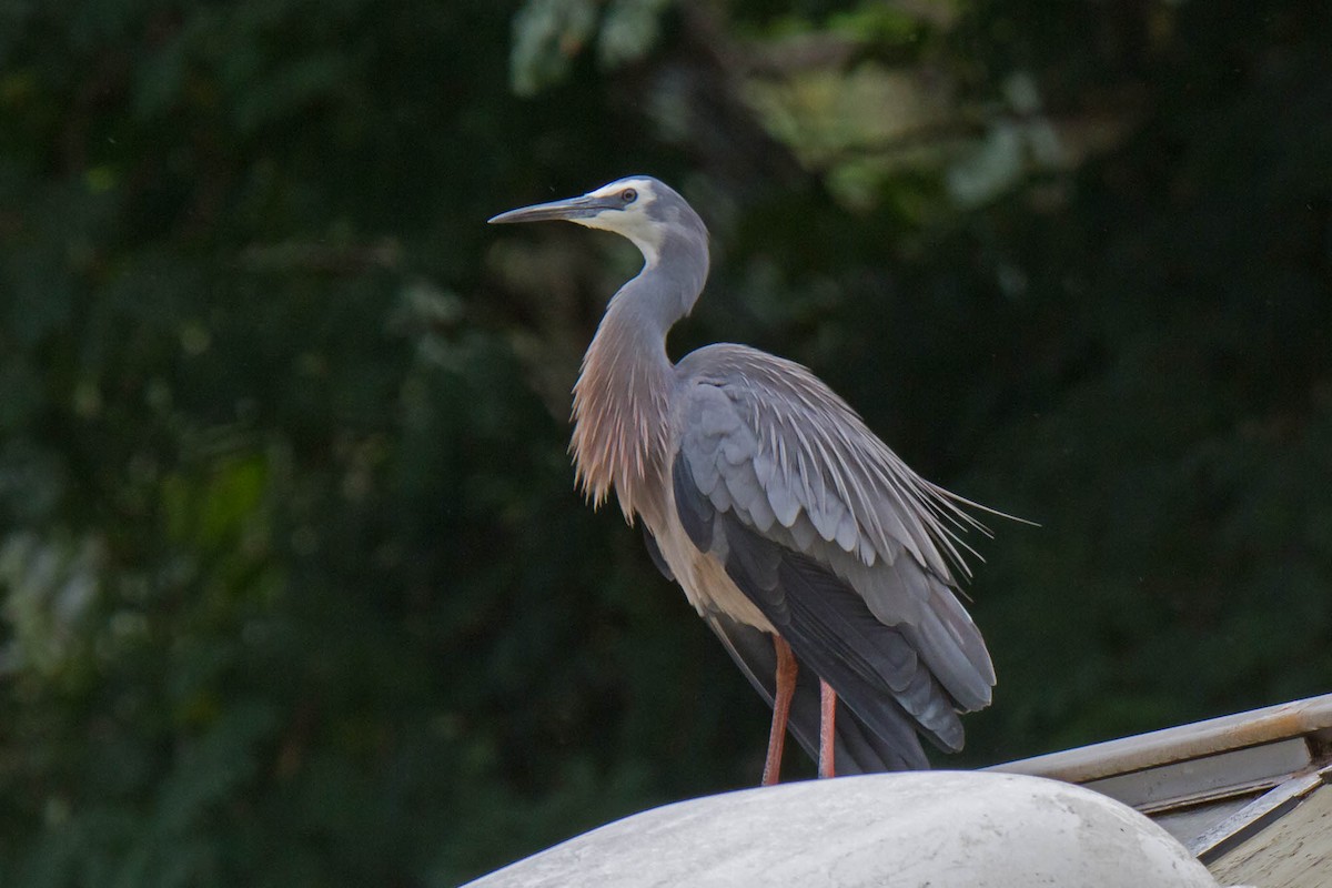 White-faced Heron - ML32125061