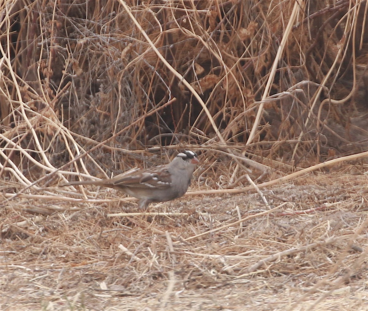White-crowned Sparrow (Dark-lored) - ML321250951