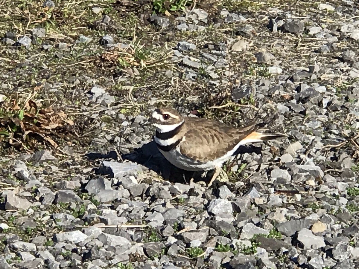 Killdeer - ML321250981