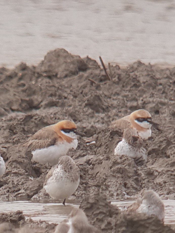 Greater Sand-Plover - ML321251361