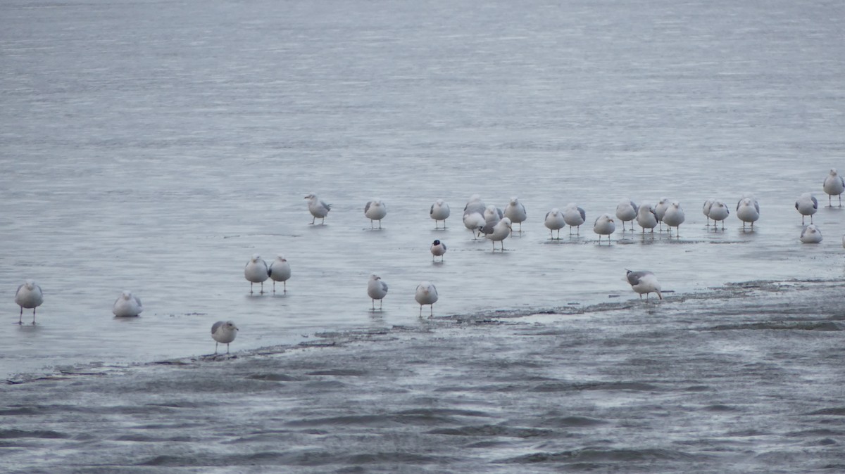 Franklin's Gull - ML321253791