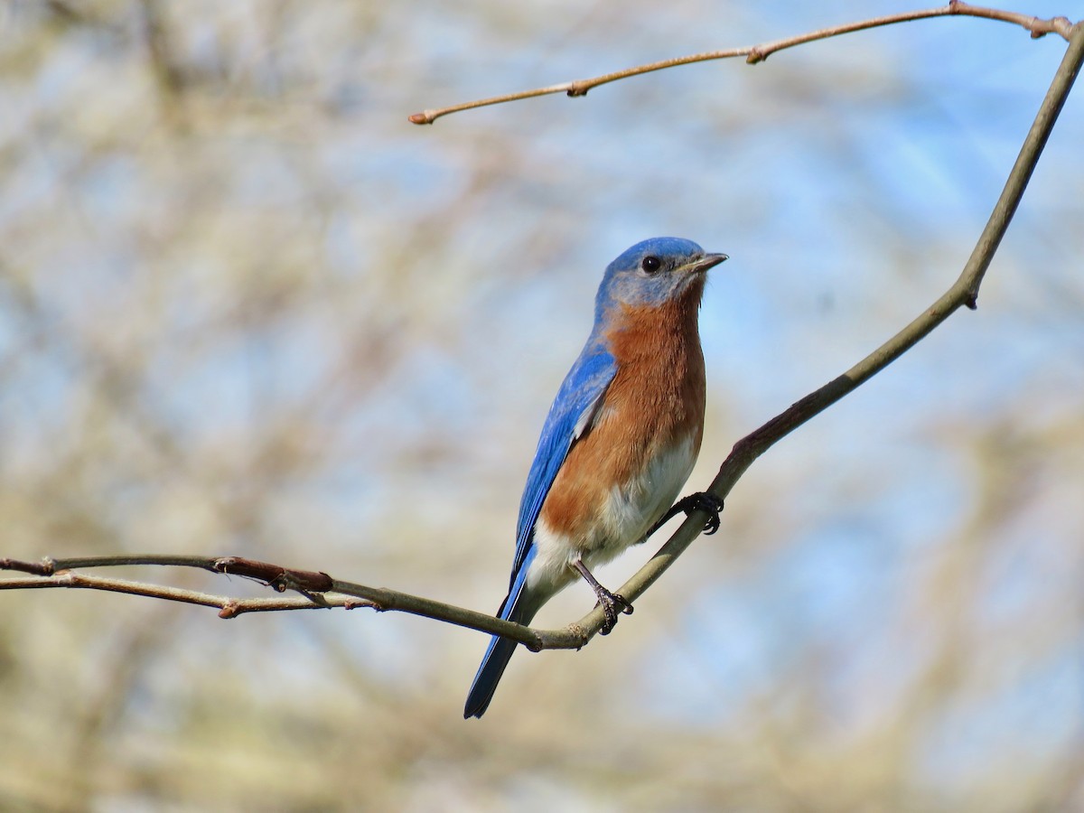 Eastern Bluebird - michele ramsey