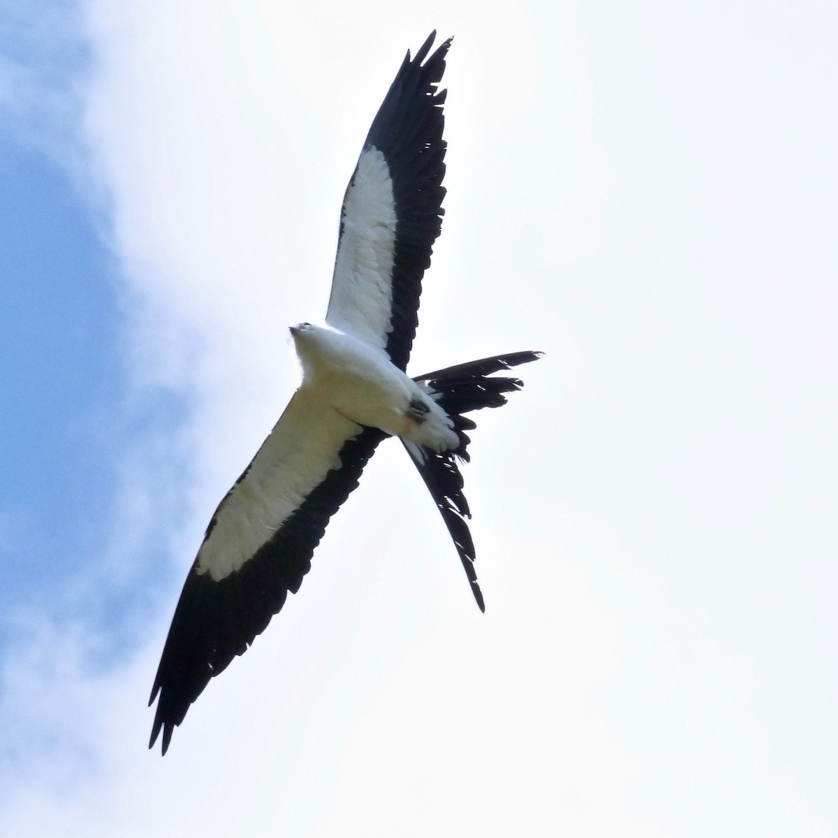 Swallow-tailed Kite - ML321254631