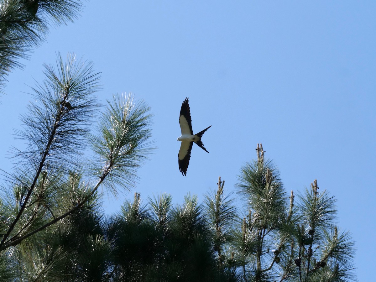 Swallow-tailed Kite - ML321254691