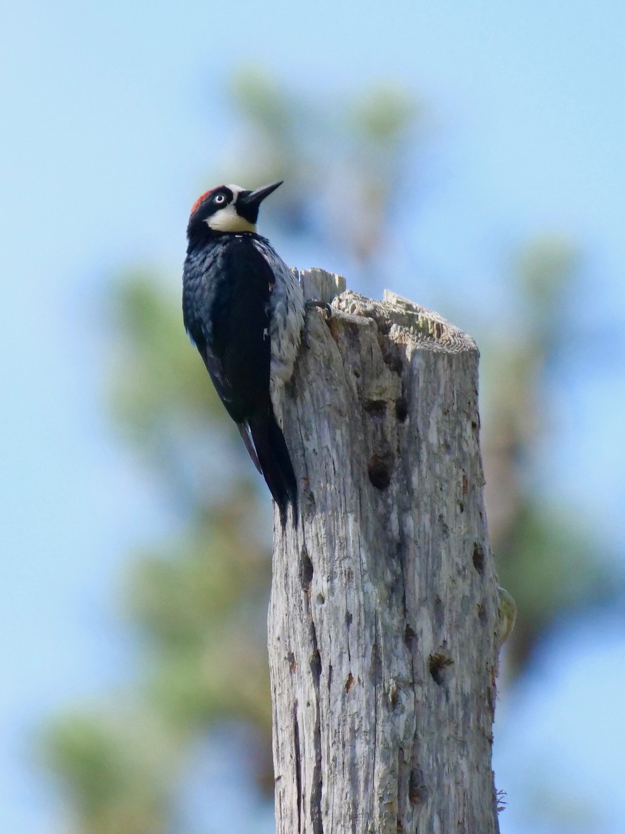 Acorn Woodpecker - ML321254751