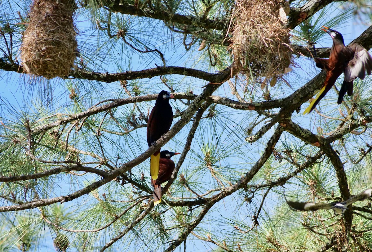 Montezuma Oropendola - ML321254831