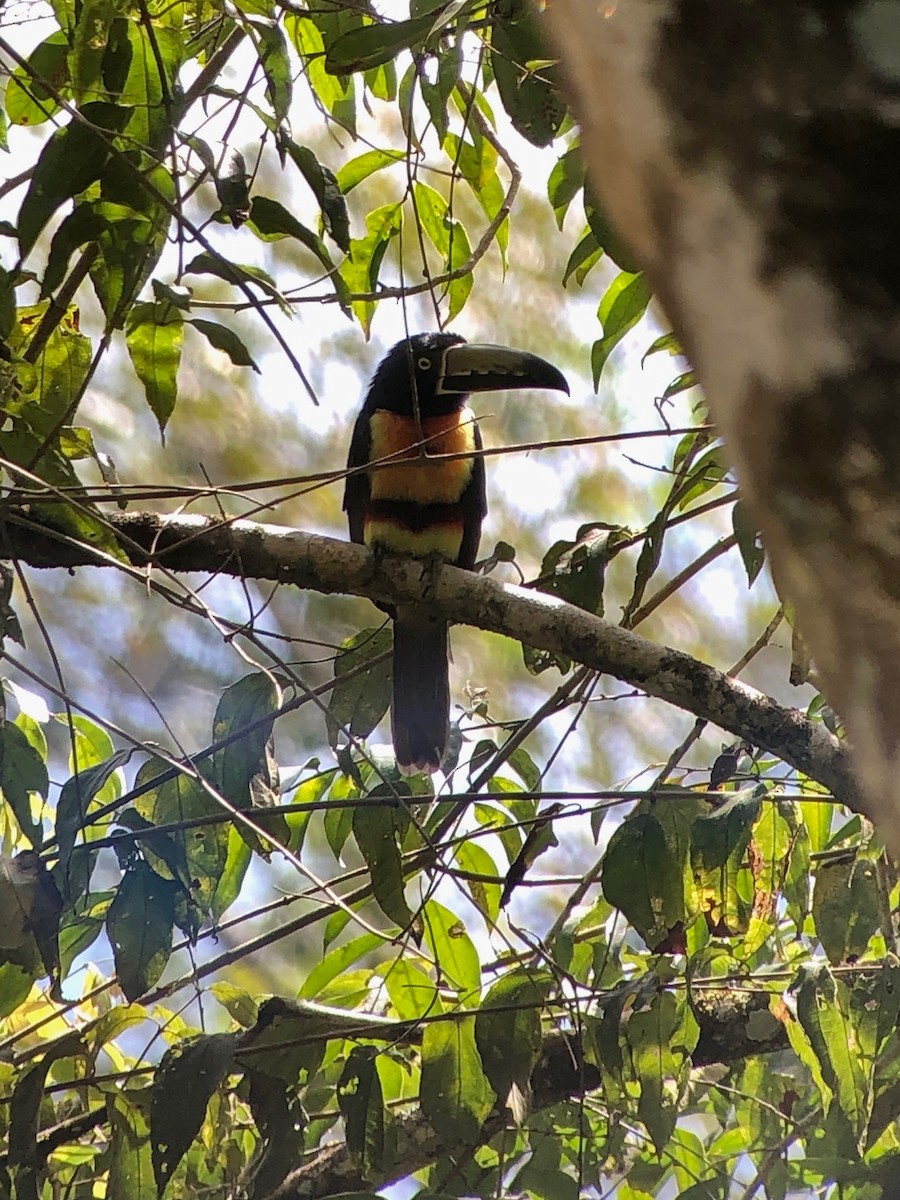 Collared Aracari - ML321255041