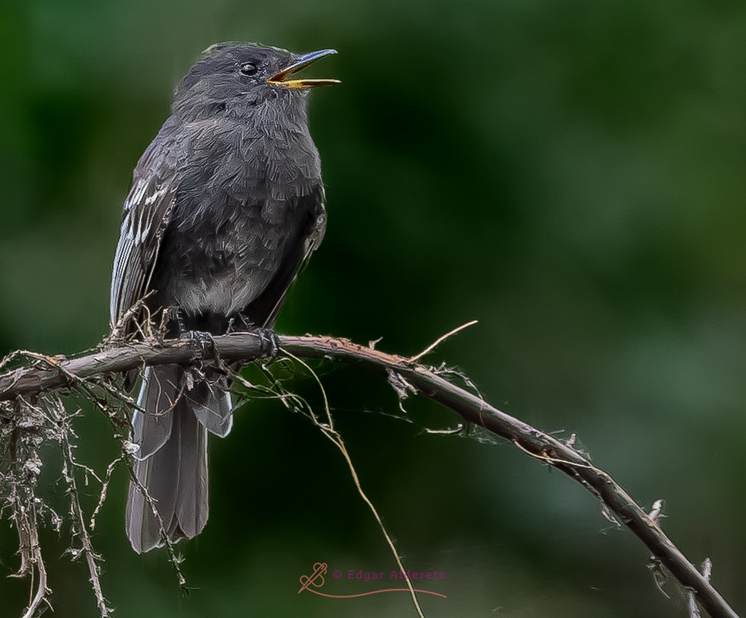 Black Phoebe - ML321255921