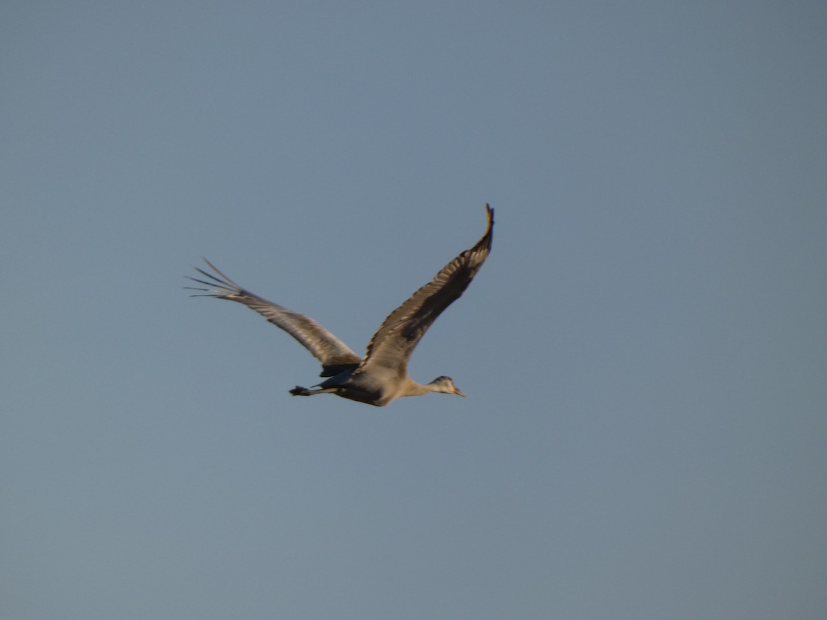 Sandhill Crane - ML321258481