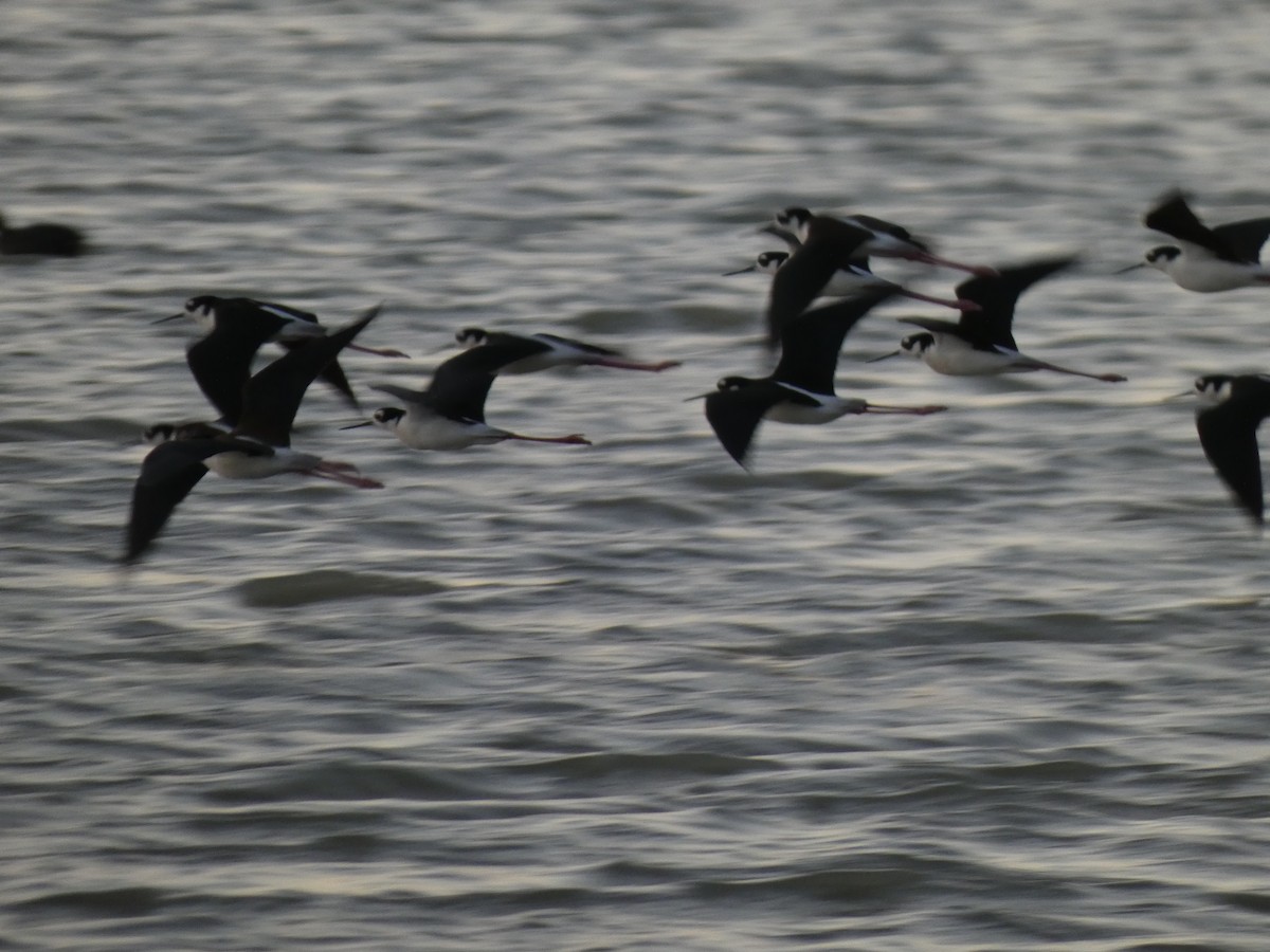 Black-necked Stilt - ML321258721